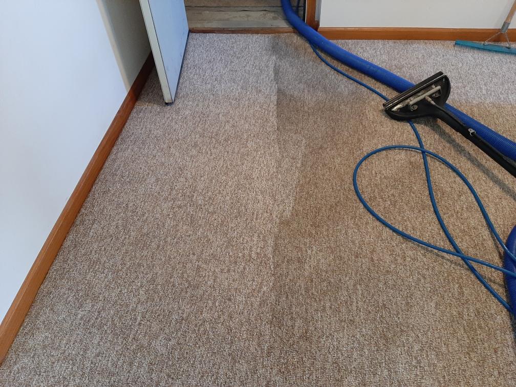 Pet urine stain removal in progress